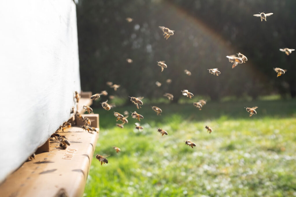 biodling varroa