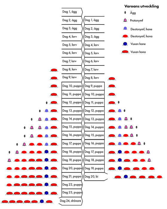 Varroakvalstrets utveckling. Copyright, Mats Andersson, Varroadoktorn